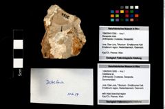 Foto (Objekt + Etikett) von Distefania sp.  (NHMW-GEO-1990-0041-3285)